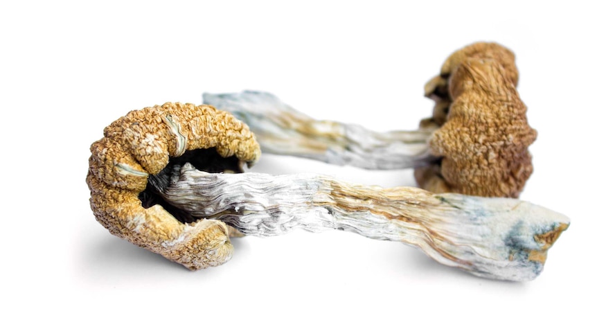 A dried hallucinogenic mushroom, which has a white stalk tinged with blue