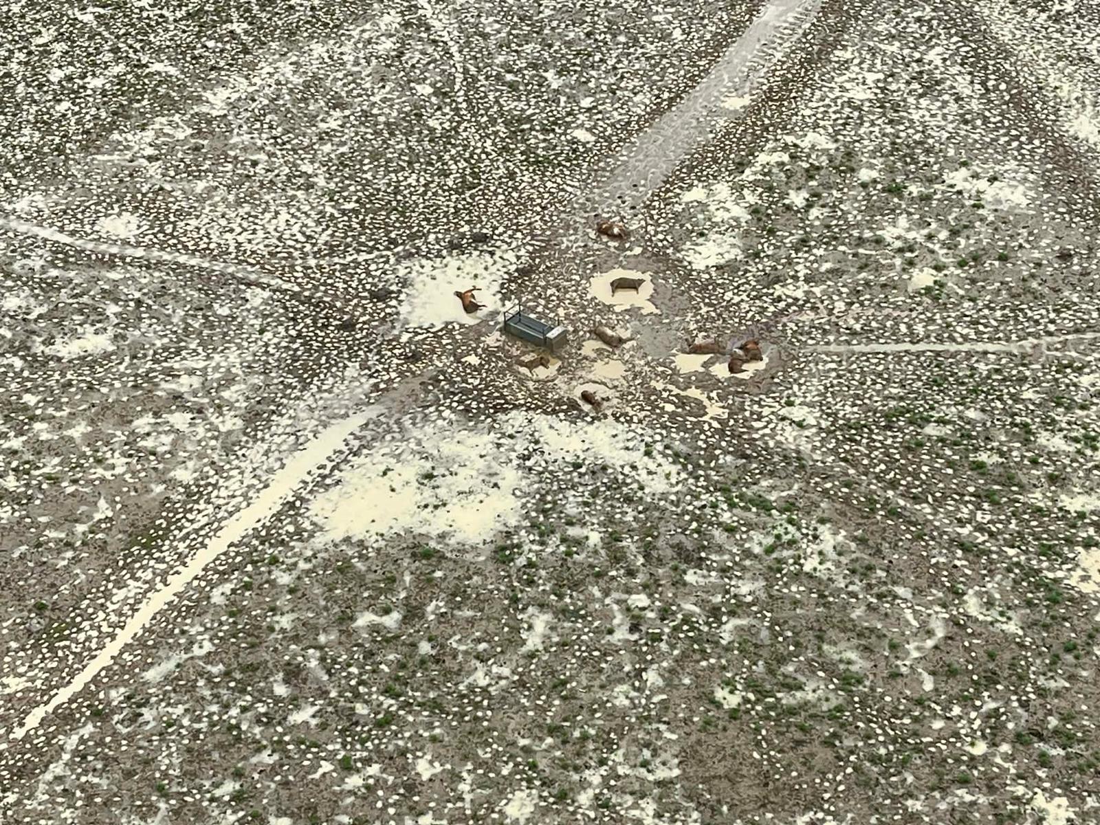 Gado morto deitado em terra firme com algumas enchentes recuando no interior de Queensland, foto tirada de cima por helicóptero
