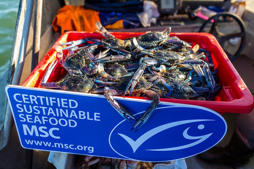 Blue swimmer crab caught on the Peel Harvey estuary.