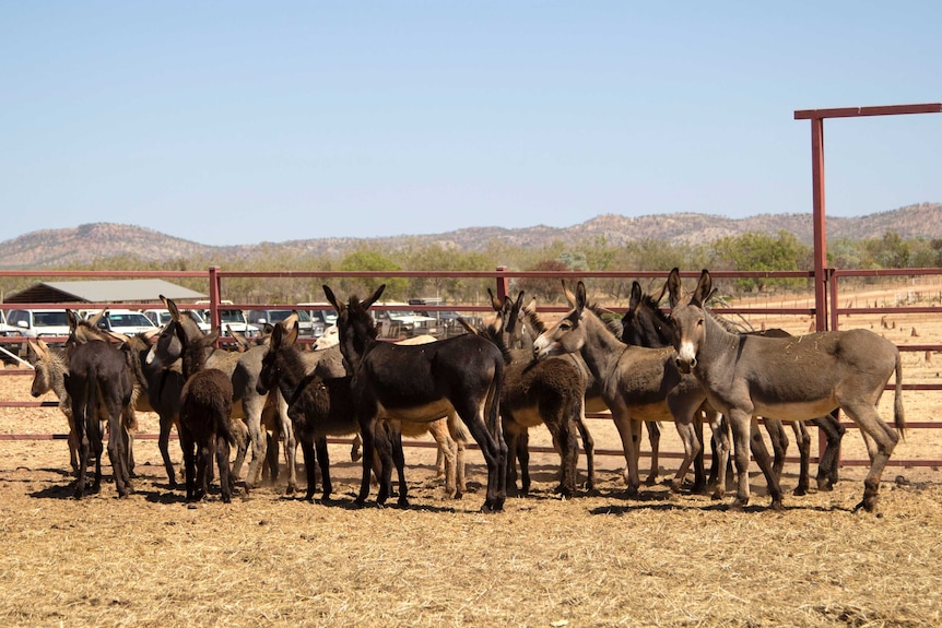 Donkeys at the Kidman Springs Research Station, NT