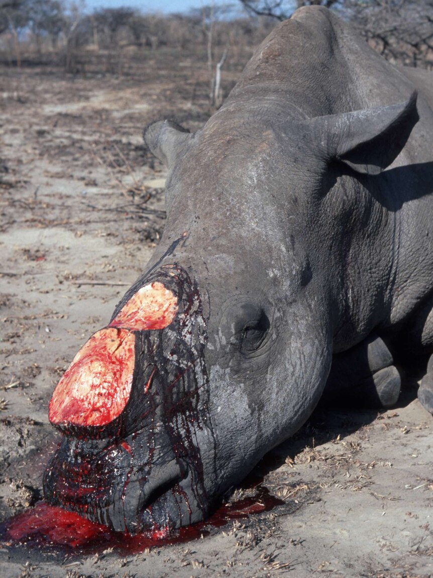 Rhinoceros slaughtered for its horn.