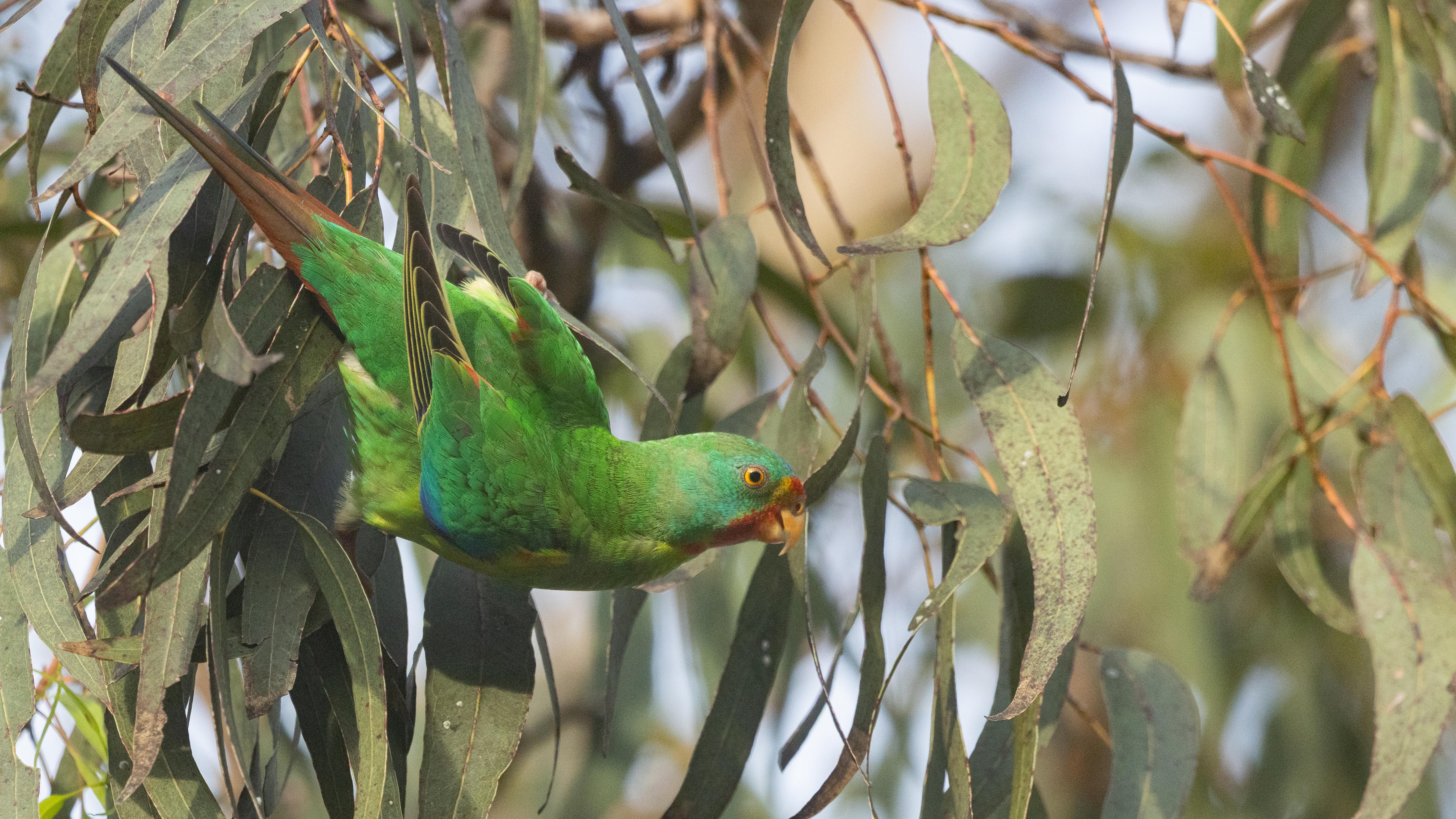 Un loro verde brillante colgado de las hojas de un árbol de caucho.