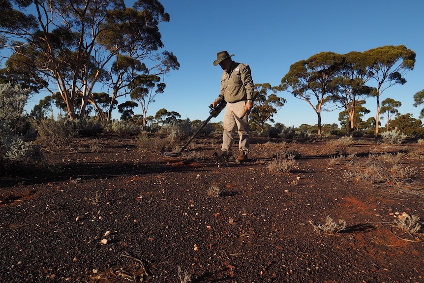 在西澳黄金产区，一名淘金者正在使用金属探测器寻找黄金。