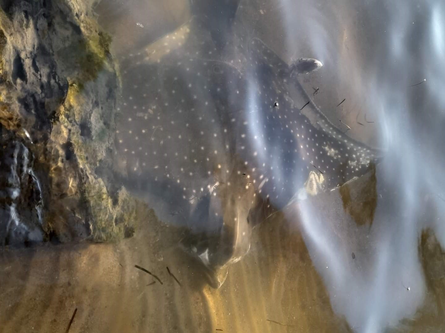 Black ray with white spots submerged in shallow water