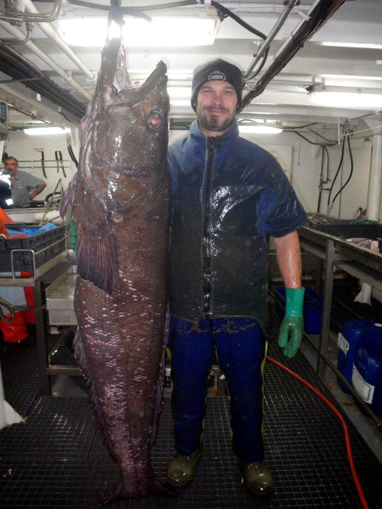 The Patagonian toothfish