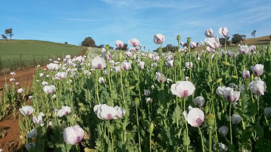 Poppies growing in a Cootamundra field