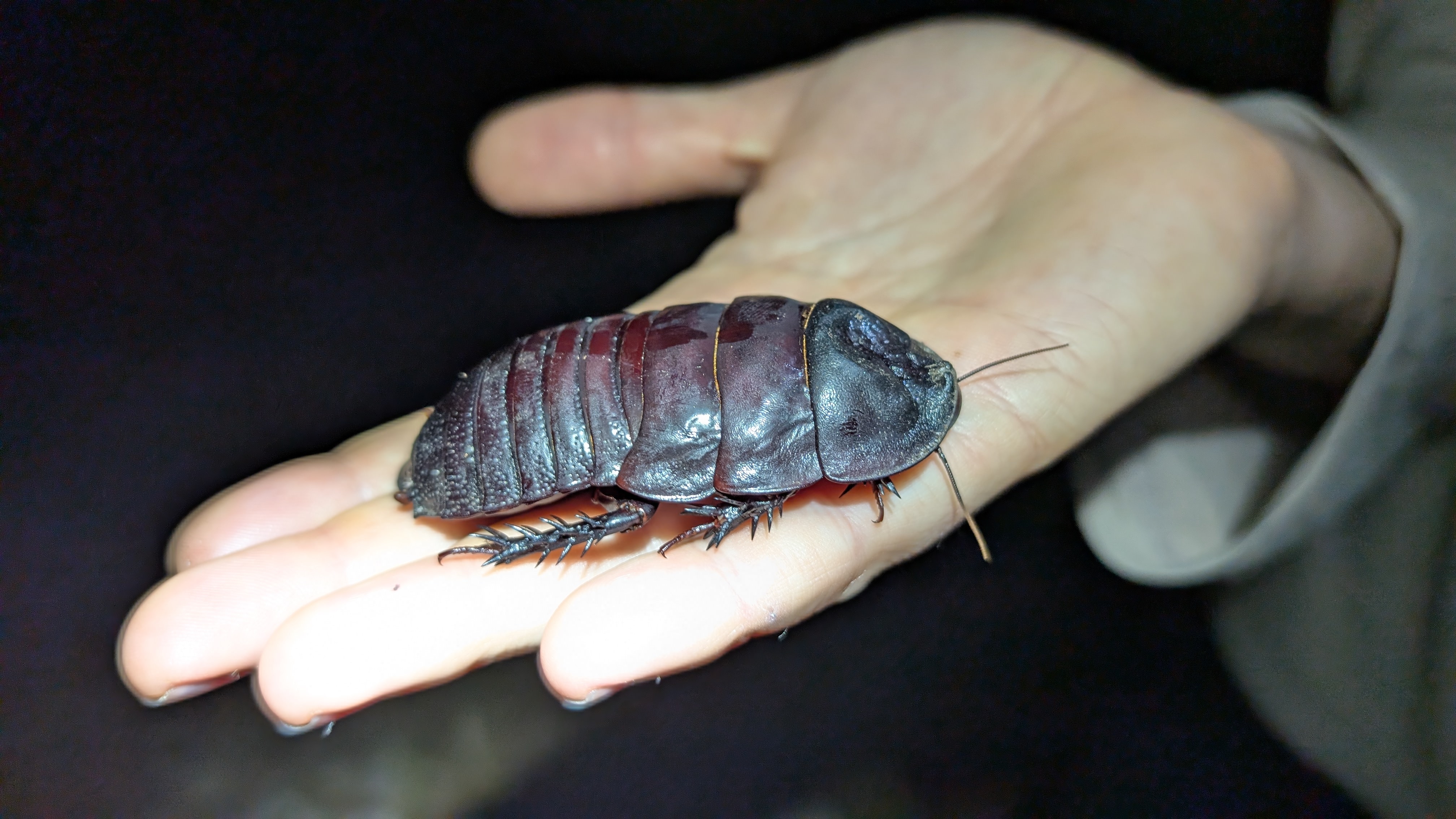 Una cucaracha enorme en la mano de una persona por la noche.