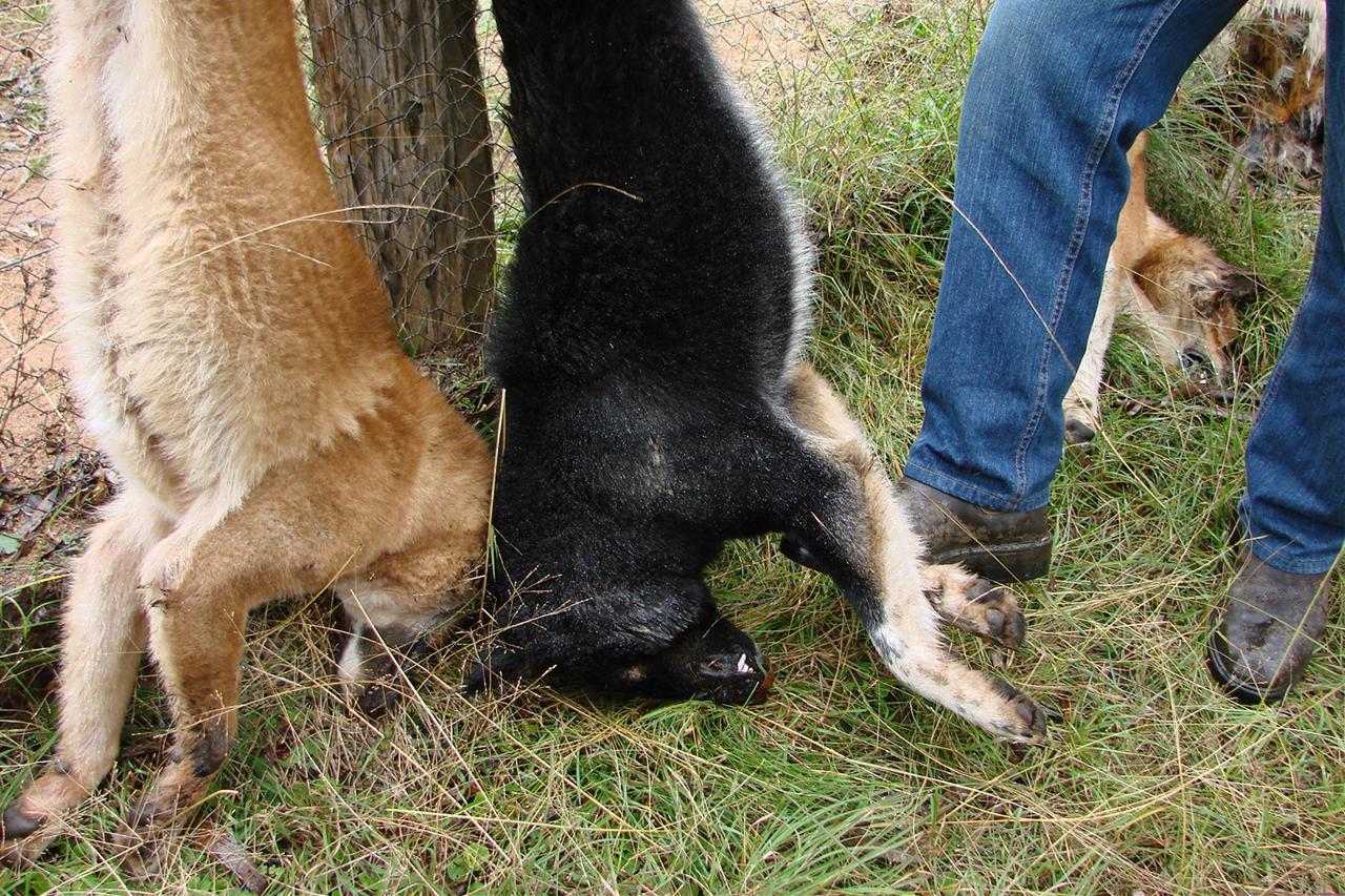 Dog trapper sought to ease burden on Hunter farmers - ABC News