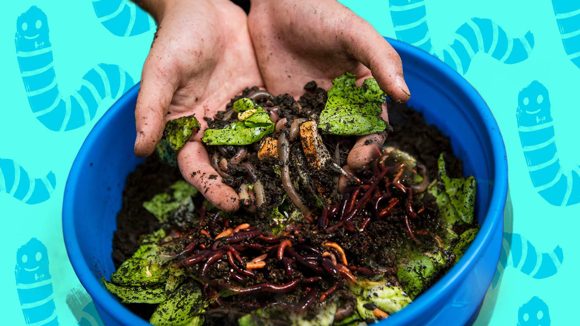Image of Aged compost for worm farm