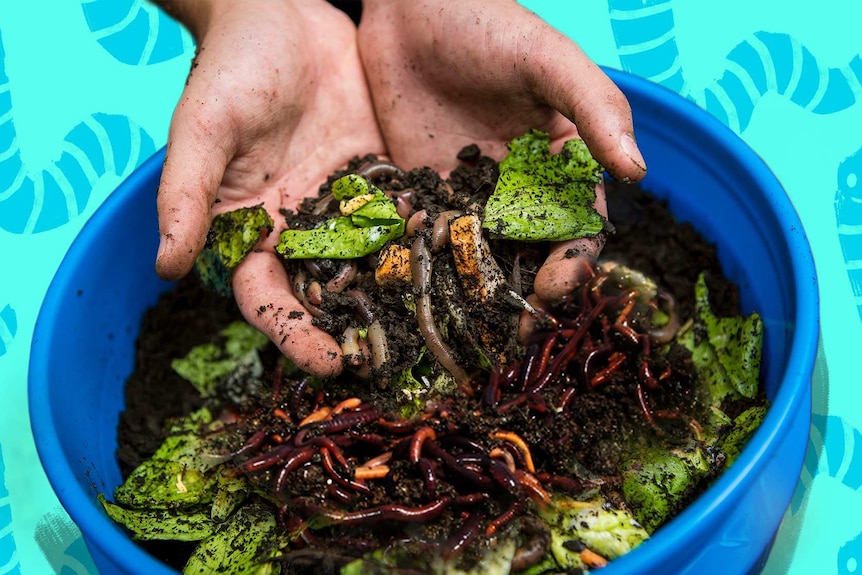 How to build a worm farm to help your garden and the environment