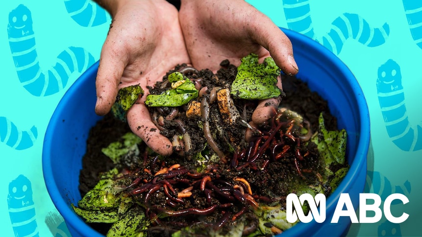 How to build a worm farm to help your garden and the environment - ABC  Everyday
