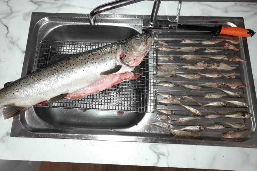 A gutted fish over a sink with baby redfin next to it