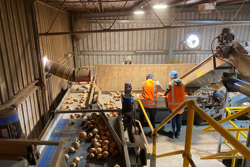 Several people stand in front of a conveyor belt sorting through onions inside a packing shed
