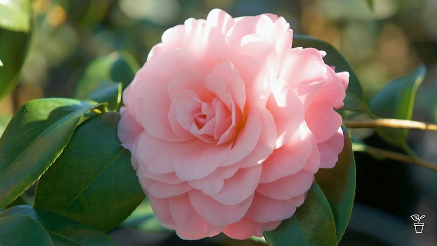Pink camellia flower.