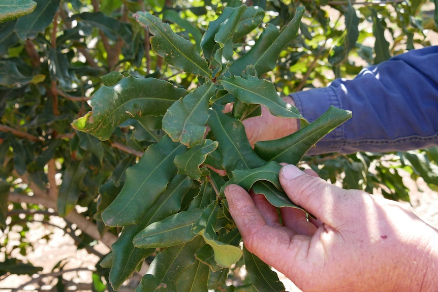 A man's hands holds leaves on a macadamia tree for examination.