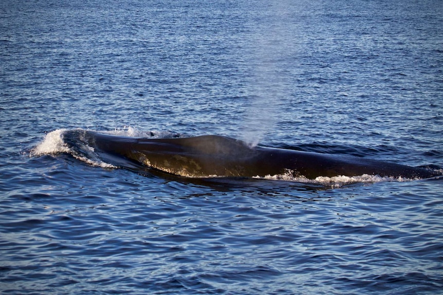 Blue whale surfaces and expels air off Tasman Peninsula, 28 April, 2018.