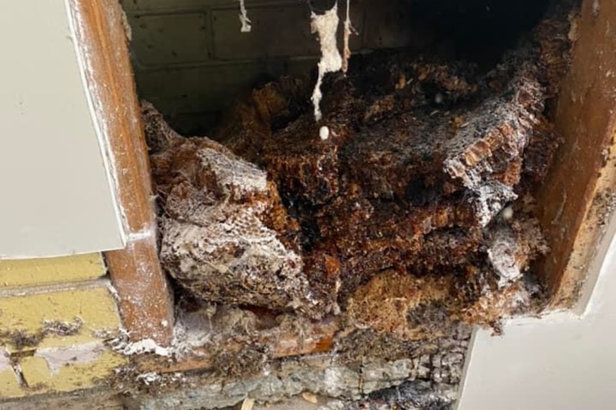 101kg lump of hive and honey in fireplace