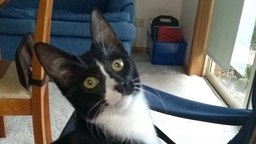 Poppy the washing machine cat sitting in a chair