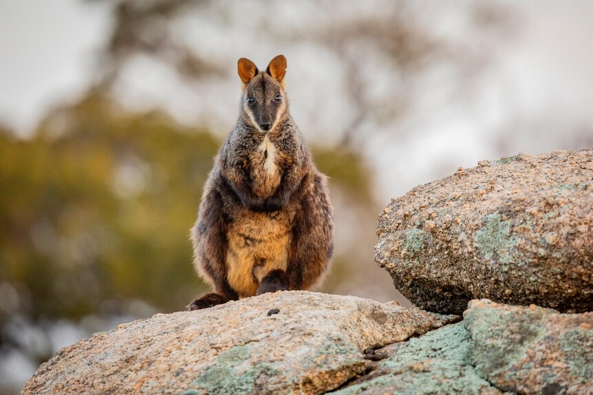 A wallaby on a rock.