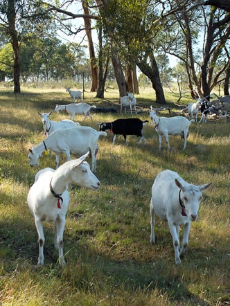 A mob of goats grazing in a grassy paddock, with trees in the background.