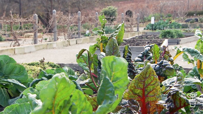 Vegetables growing in outdoor vegie patch
