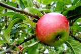 Science backs apple a day theory