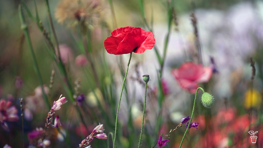 2025 | SERIES 36 | Episode 36 2025 | SERIES 36 | Episode 36