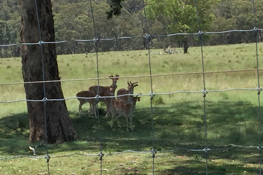 Deer in a paddock behind a tall fence