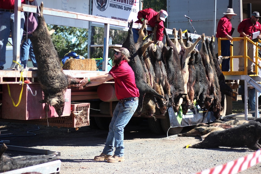 A man strings up a boar carcass outside a hotel