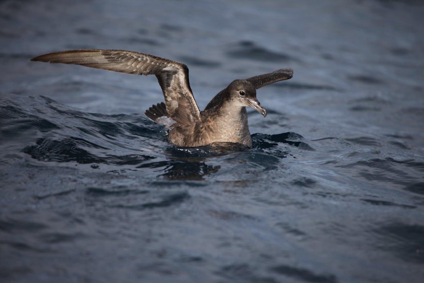 A short-tailed shearwater in Tasmanian waters
