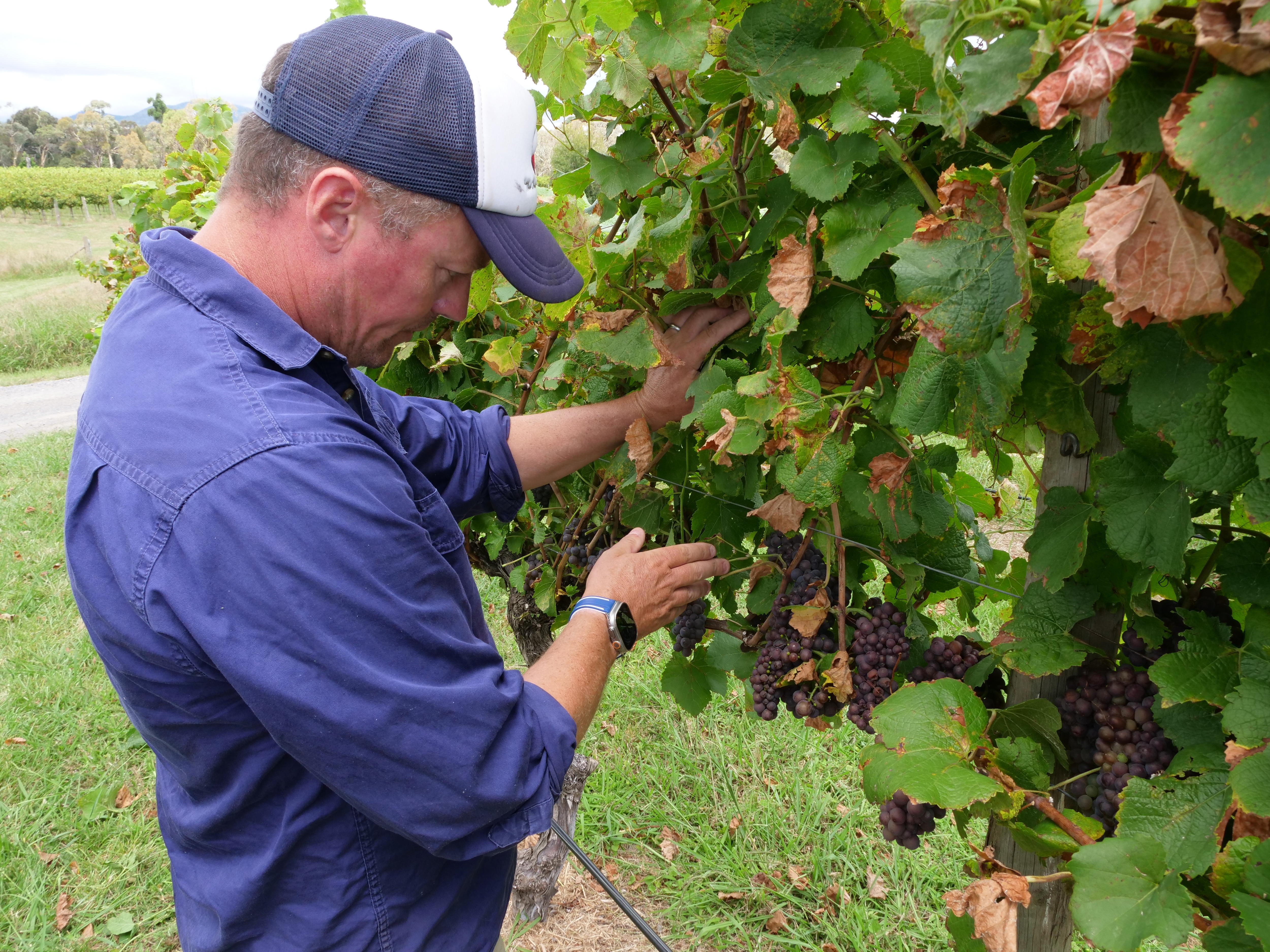 A man inspecting a wine vine 