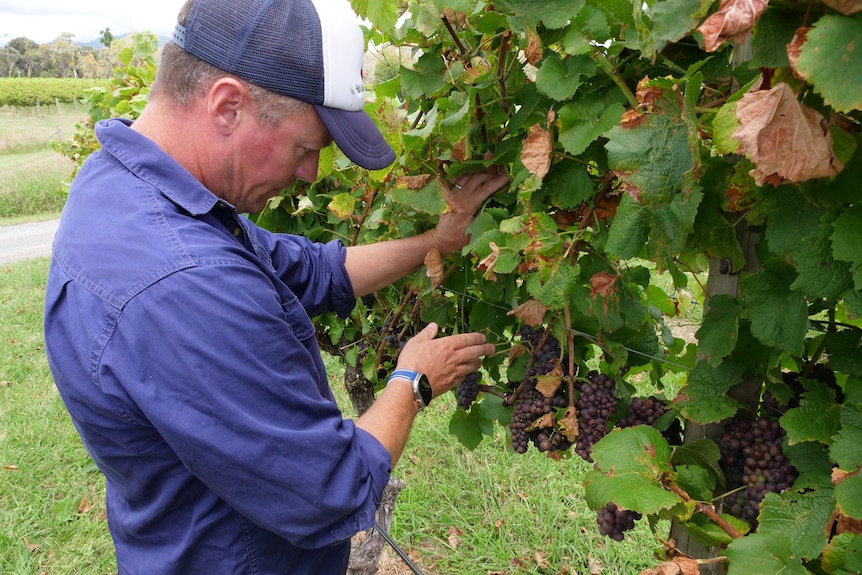 A man inspecting a wine vine 