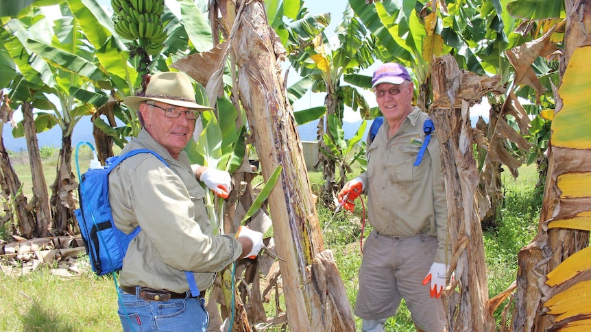 Two men in regular work clothes injecting herbicide and insecticide from backpacks into banana tree trunks