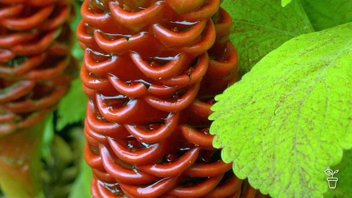 Spring Zing - Gardening Australia