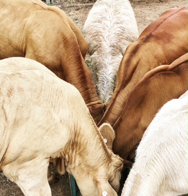 Necks of four calves bending down with a white emu head down in the middle.