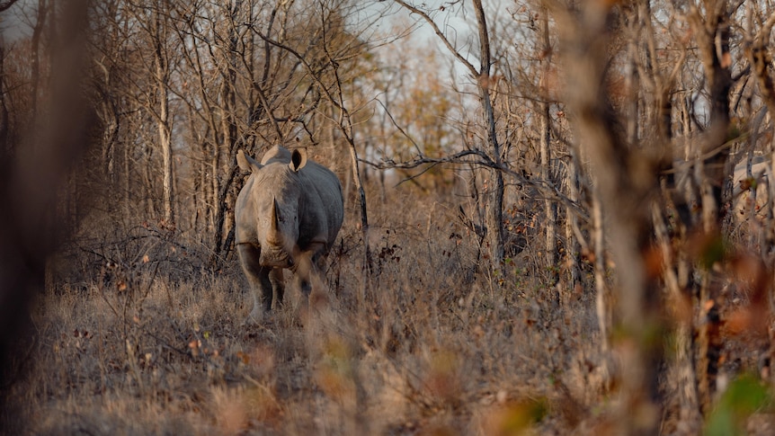 Two rhinos. 