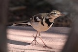 Forest Wagtail found in Alice Springs