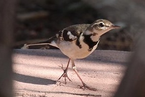 Forest Wagtail, a small brown-and-white bird, was found in Alice Springs