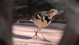 Forest Wagtail, a small brown-and-white bird, was found in Alice Springs
