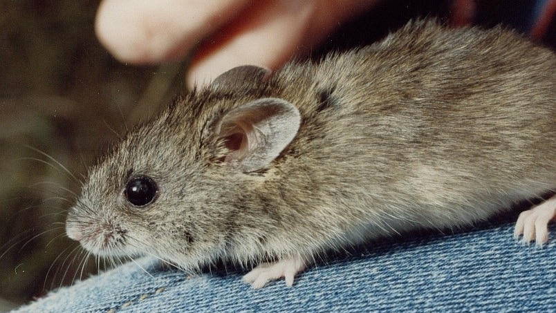A hand holds a mouse. It has round ears and a round body.