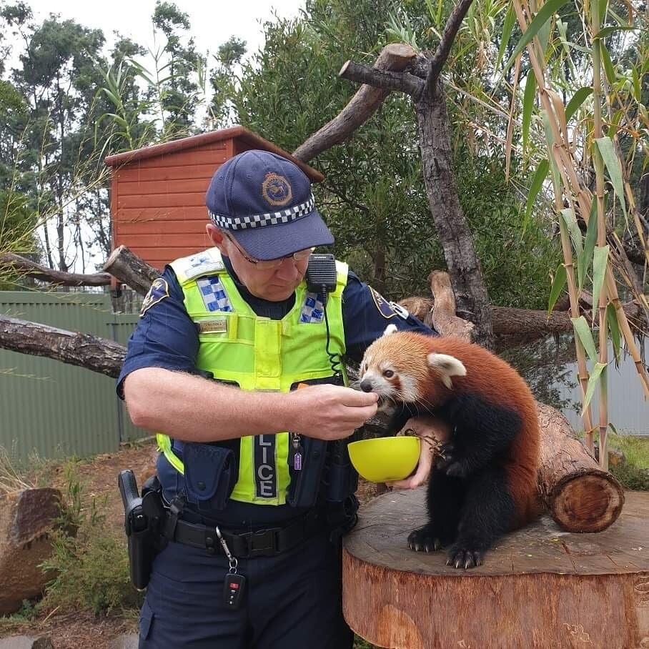 a tasmania police officer in uniform feeds a red panda