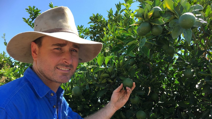 Craig Estens speaks to the ABC from his orchard in Moree