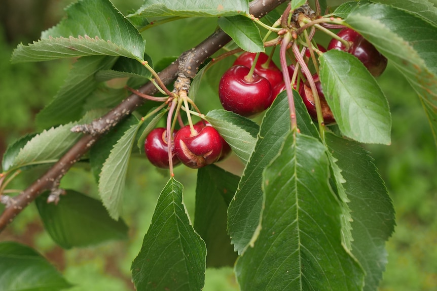 Cherries on a cherry tree are split down the side due to rain.