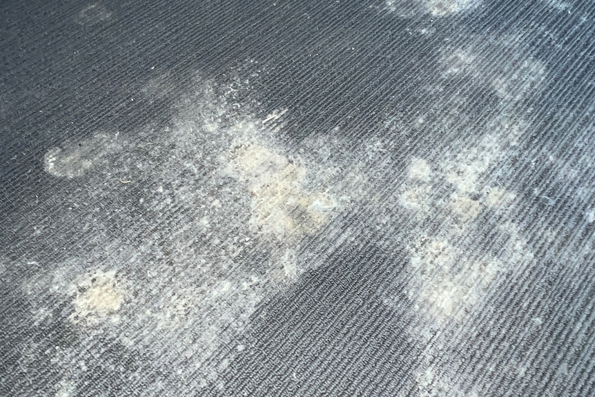 mould on carpet