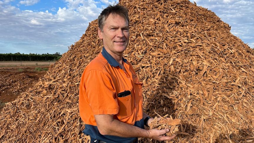 Neale Bennett stands in front of a pile of mulched almond trees, he's holding some of the wood chips in his hands.