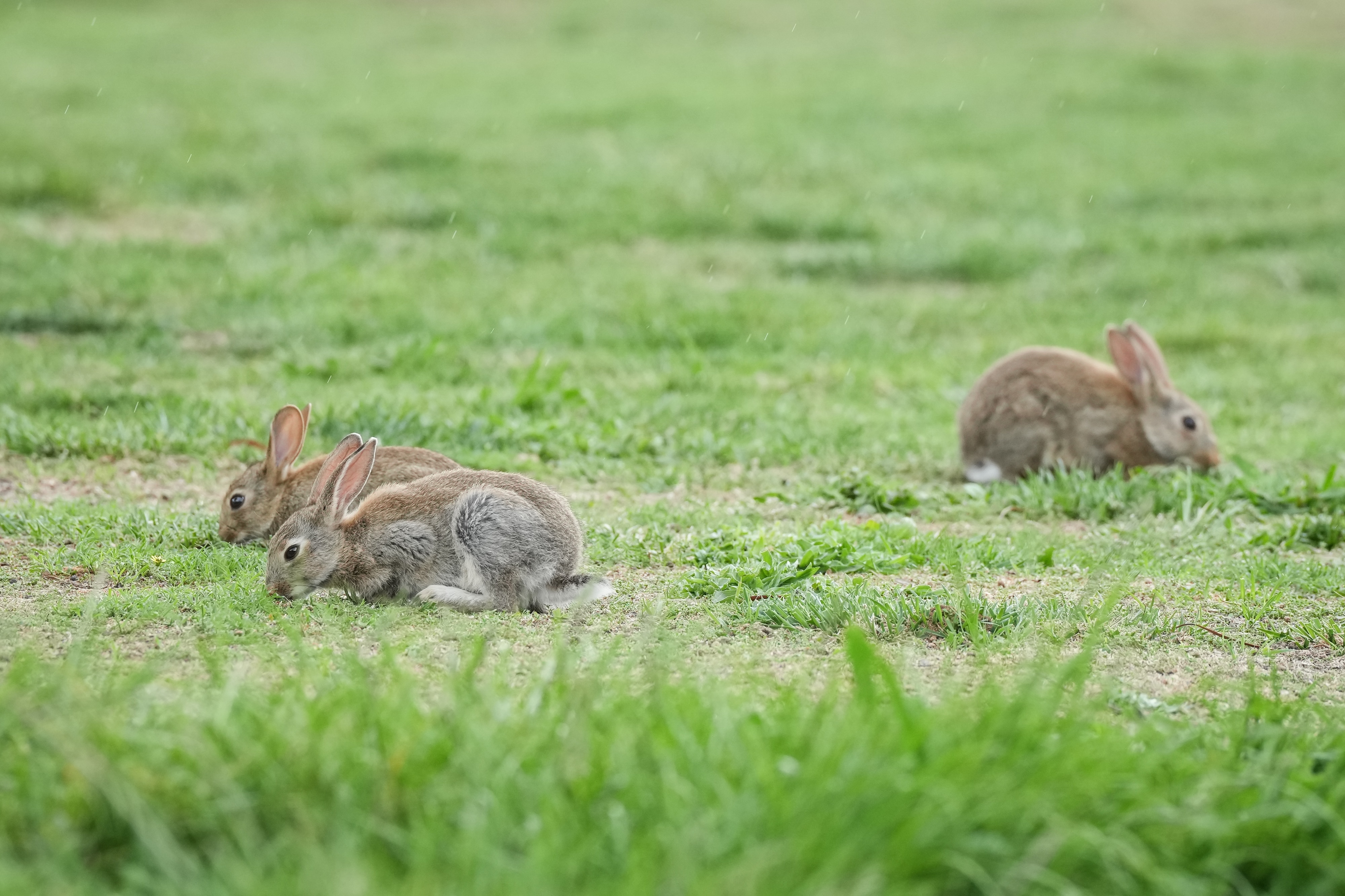 Rabbits are everywhere in the wild, so why is rabbit meat so expensive?
