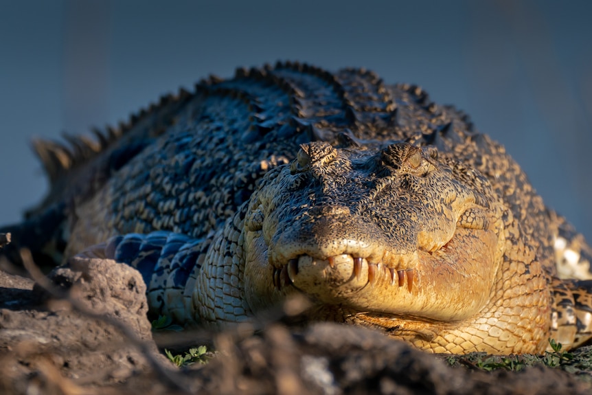 A close up of a saltwater crocodile at Cahills Crossing in the Northern Territory