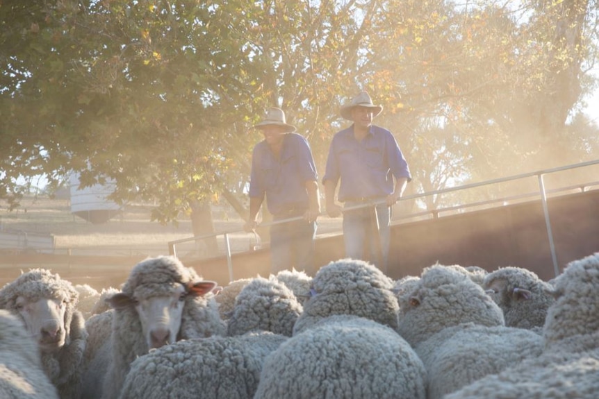 Two men in akubras look over a yard of sheep in a dusty setting