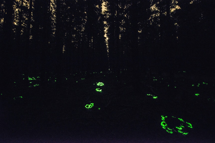 Bioluminescent mushrooms glowing on a forest floor, with silhouettes of trees in the background