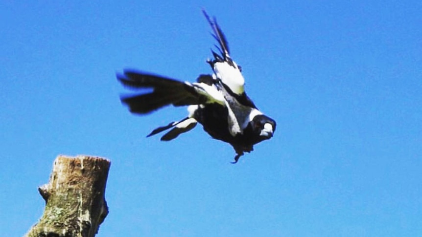 Magpie swooping in Brisbane heralding start of breeding season in August 2017.